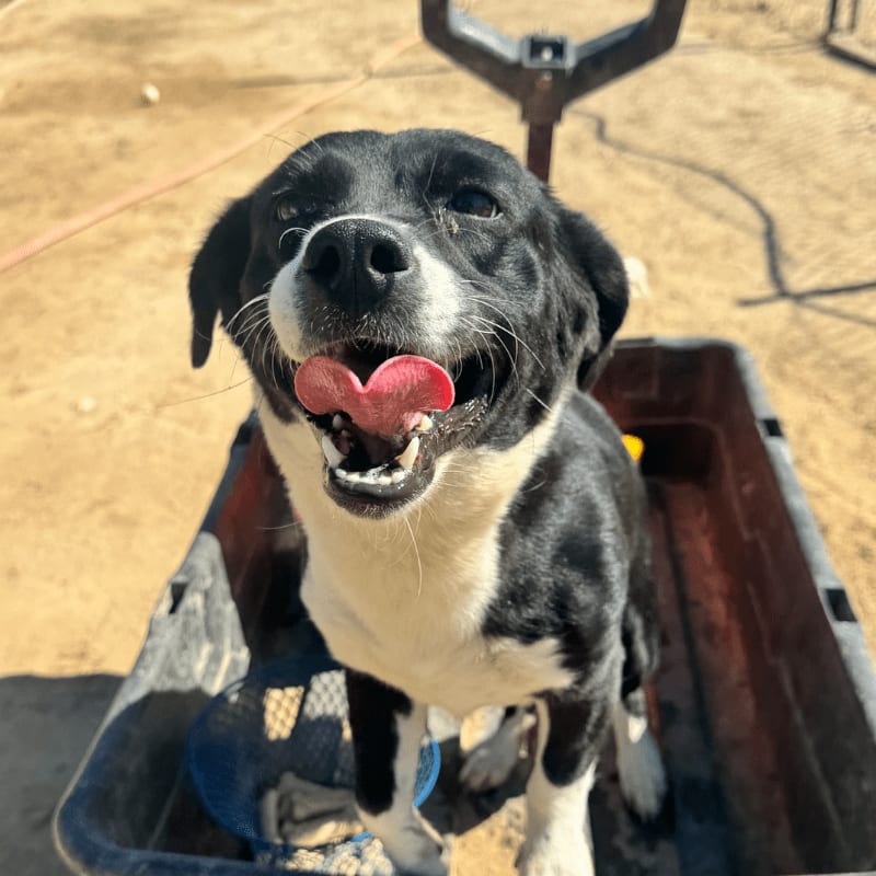 A happy black and white dog with its tongue out sits in a wagon, with a sandy, outdoor area in the background.