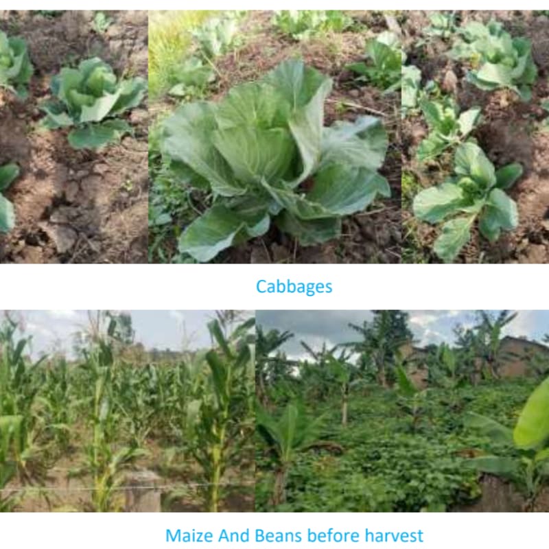 Close-up shots of cabbages in soil are in the foreground, while a field of maize and beans with banana trees in the background is in the lower part of the image.