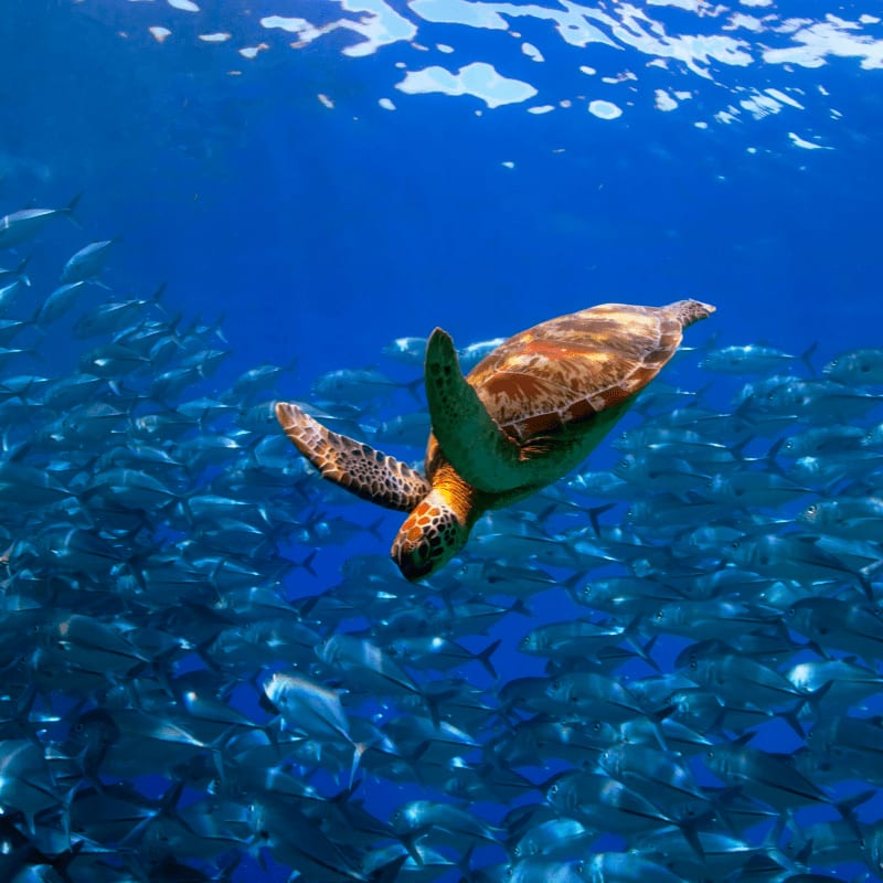 a turtle swimming among a school of fish