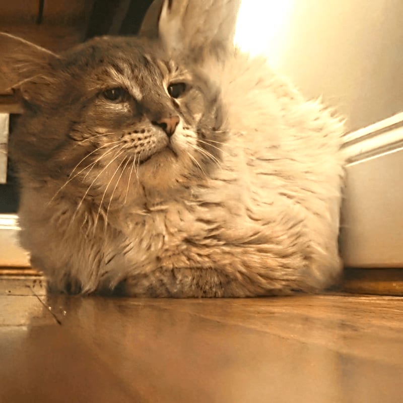 A fluffy gray cat rests on a wooden floor, with a bright, out-of-focus background.
