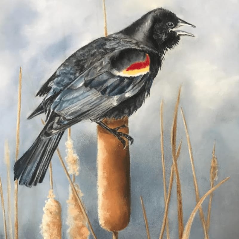A blackbird with a red and yellow shoulder patch perches on a cattail, surrounded by dry reeds against a cloudy sky.