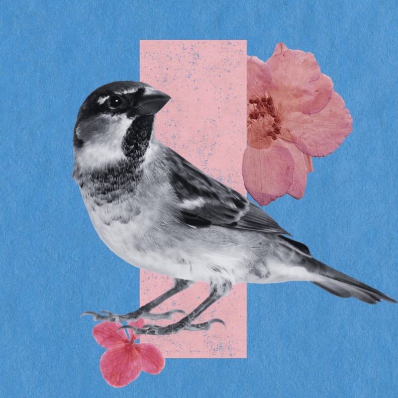 A sparrow perches on a pink rectangle with a pink flower in the foreground and a larger pink flower in the background against a blue textured surface.
