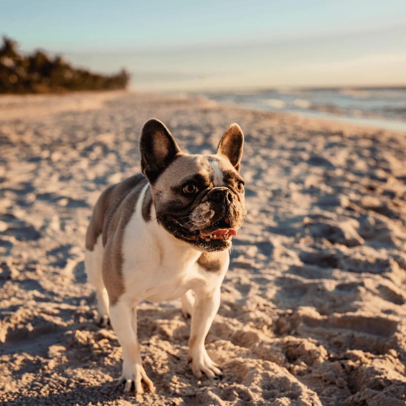 A French bulldog stands on a sandy beach with the ocean and a tree line in the background.