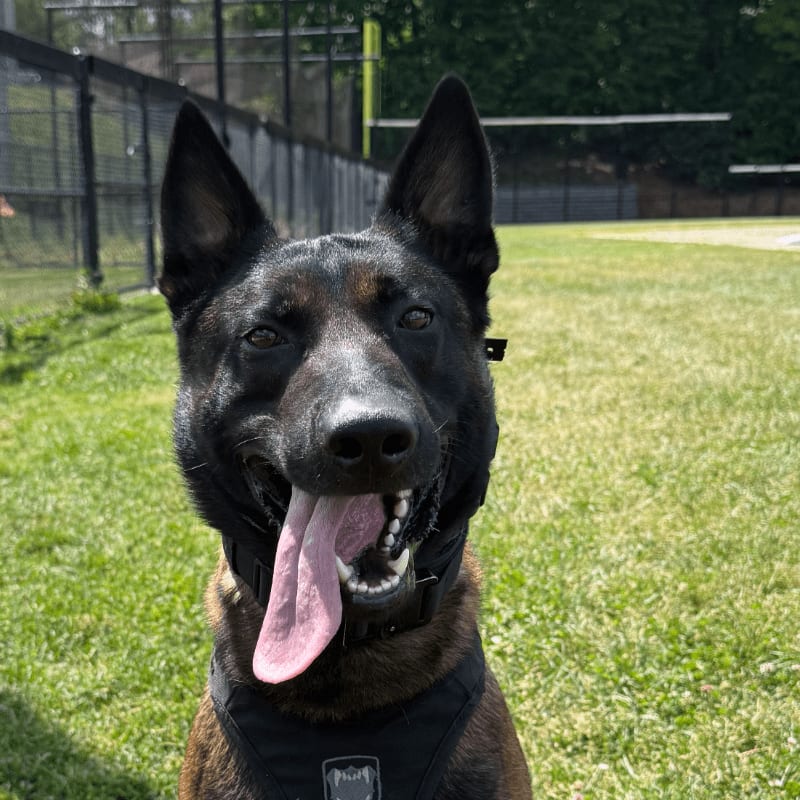 A happy Belgian Malinois with its tongue out sits on a grassy field with a fence and baseball field in the background.