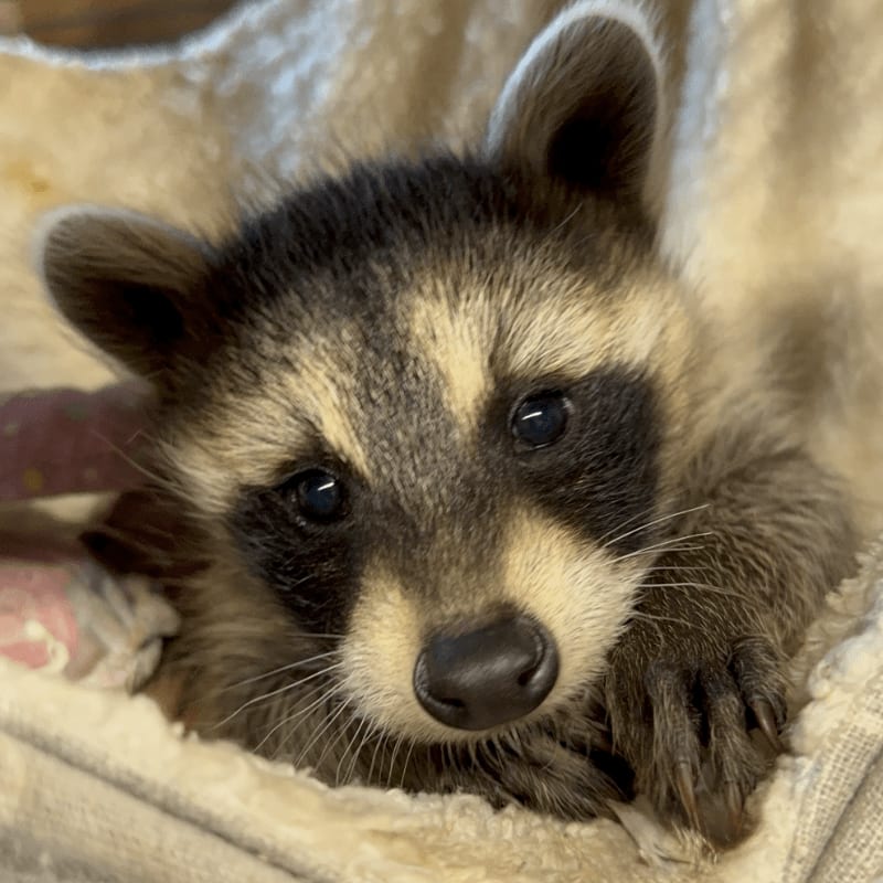 A baby raccoon with dark markings around its eyes rests its head on a soft, light-colored blanket, with a blurry, warm background.