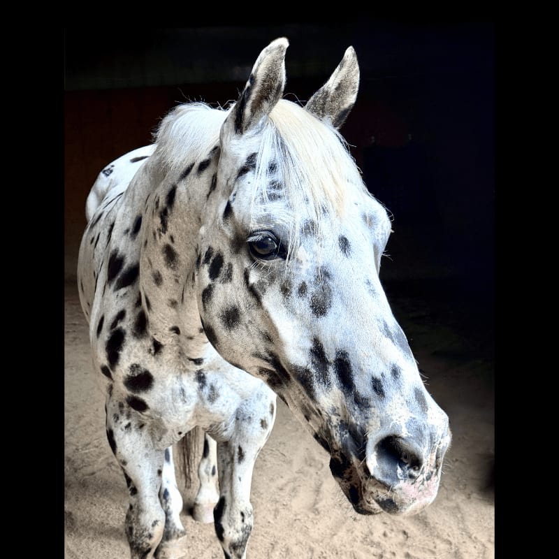 A spotted horse stands in a sandy enclosure with a dark background.