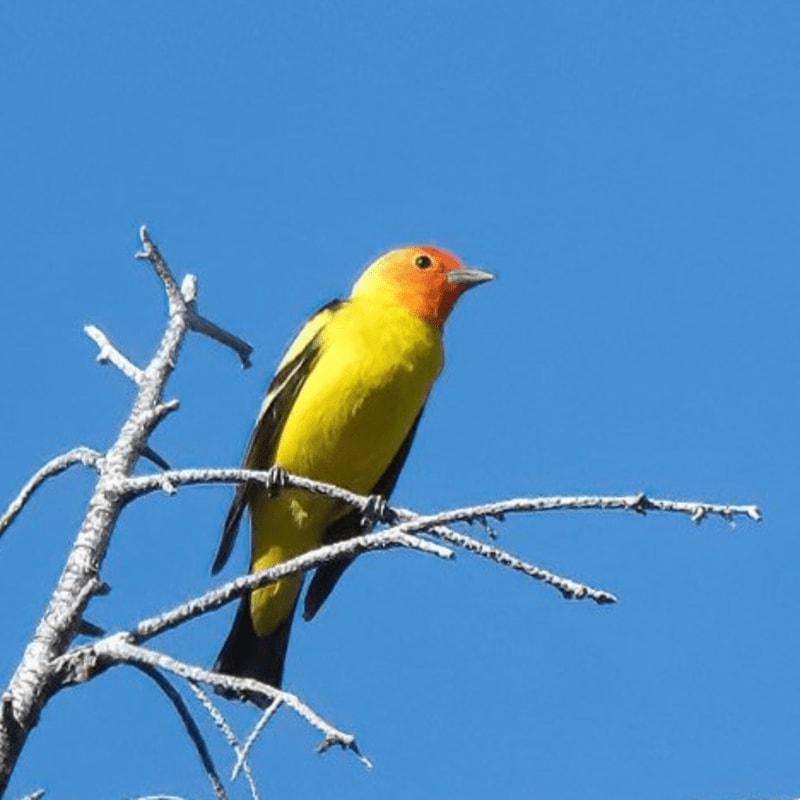 A vibrant yellow bird with an orange head perches on a bare, snow-dusted branch against a clear blue sky.