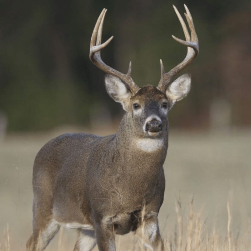 A majestic buck with large antlers stands in dry grass, with a blurred forest in the background.