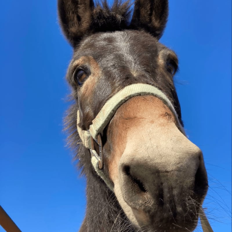 A dark-colored mule with a light-colored halter is looking directly at the camera against a clear blue sky.