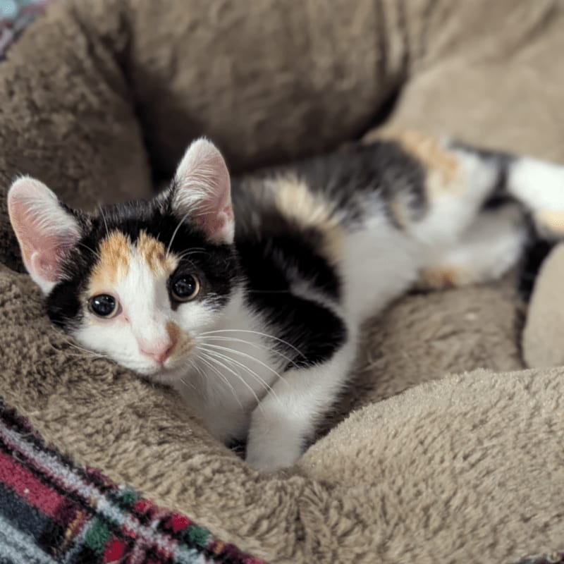 A calico kitten with wide eyes rests in a plush, brown pet bed with a patterned blanket peeking out from the side.