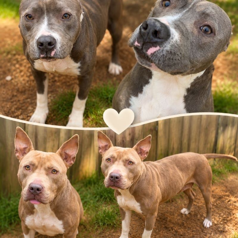 Two pairs of pit bull dogs are shown in outdoor settings, with the top pair looking directly at the camera against a blurred background of grass and dirt, and the bottom pair standing in front of a wooden fence with grass and dirt beneath them.