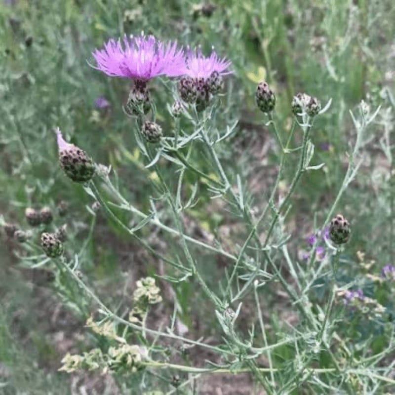 A single purple thistle bloom stands tall in the foreground, surrounded by unopened buds and a soft green, out-of-focus background of foliage.