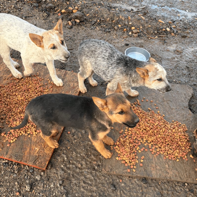 Three puppies, one black and tan and two speckled, stand on wooden boards surrounded by kibble, with a metal bowl and muddy ground in the background.