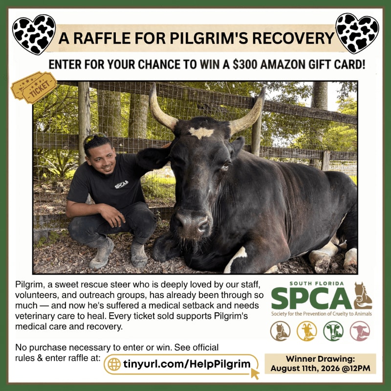 A man kneels beside a large steer in the foreground, with a wooden fence and greenery in the background, all within a green border advertising a raffle for Pilgrim's recovery.