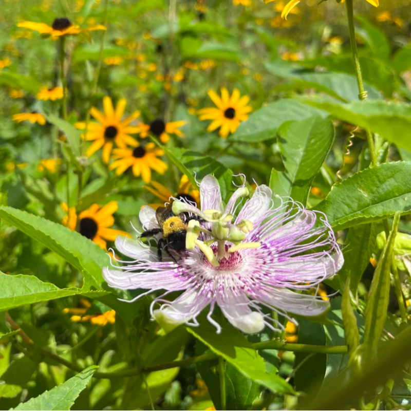 A fuzzy bumblebee rests on a delicate purple and white passionflower in the foreground, with a blurred background of yellow wildflowers.