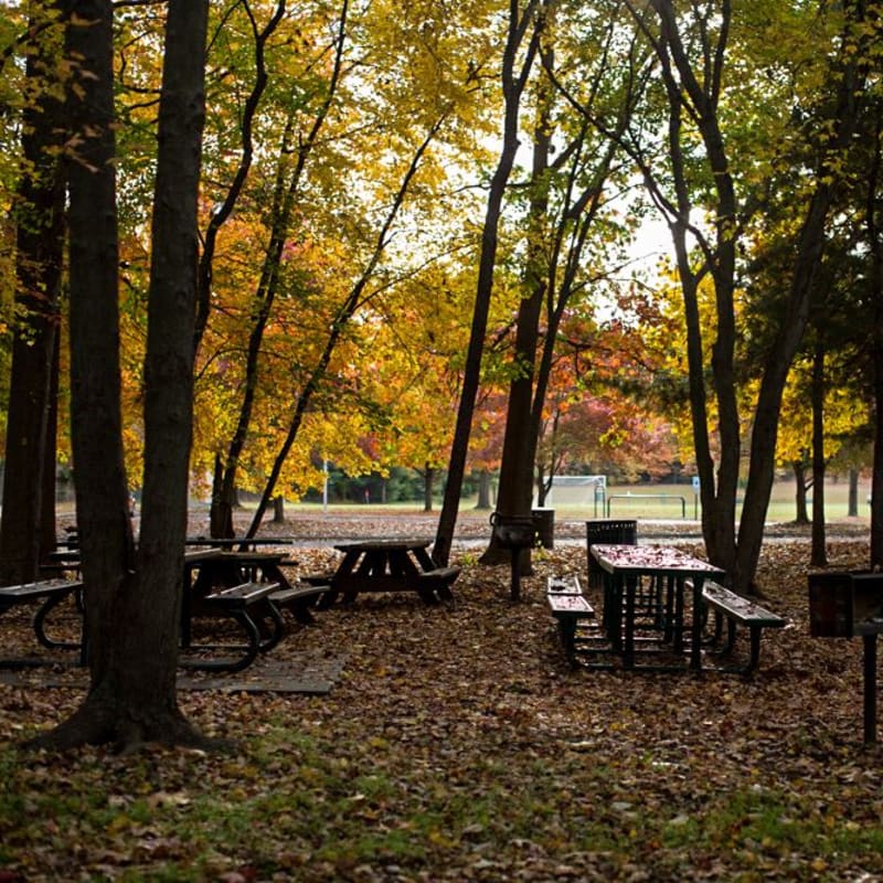 Picnic tables are scattered across a leaf-strewn forest floor, with colorful autumn trees forming the background.