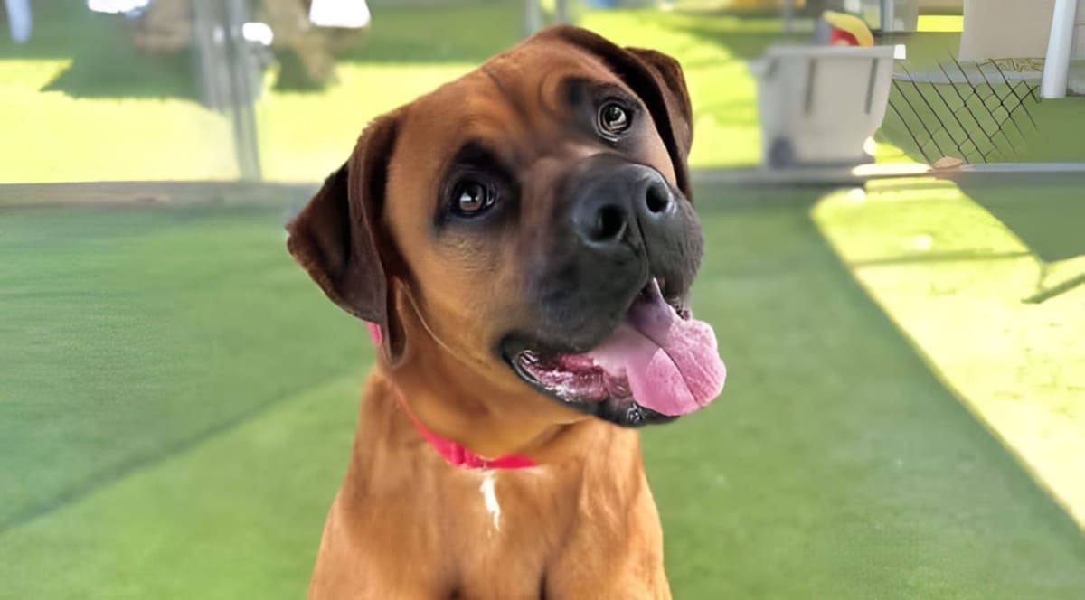 A brown dog with a pink collar sits on a green surface with a blurred outdoor enclosure in the background.