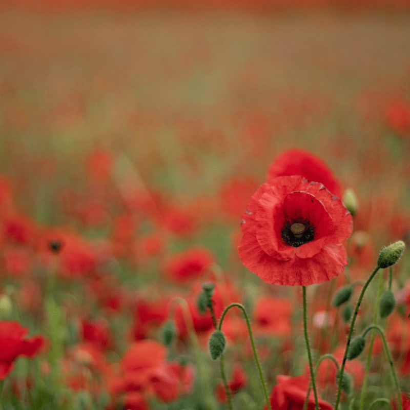 red flower field during daytime