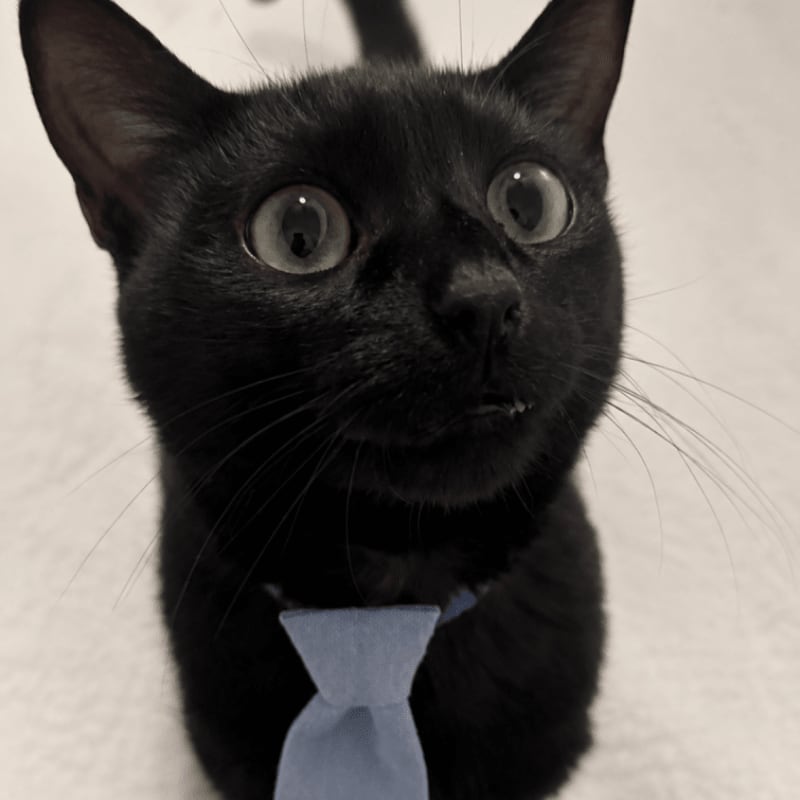 A black cat wearing a light blue tie looks up with wide eyes against a blurred, light-colored background.