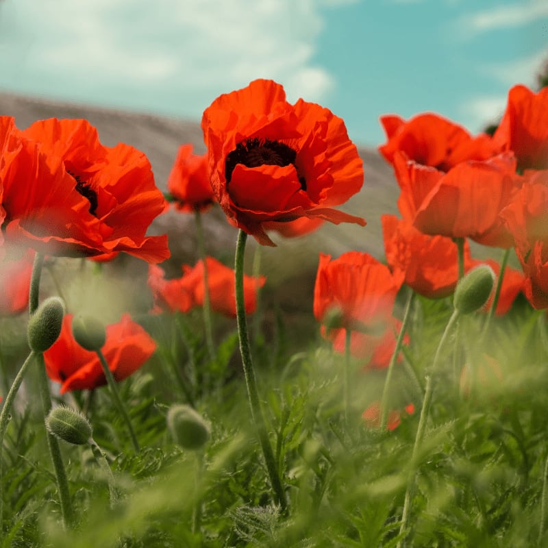 red flowers on green grass field