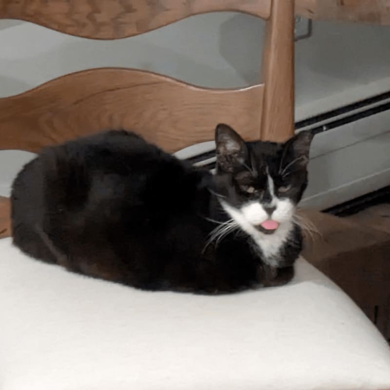 A black and white cat with its tongue sticking out rests on a white chair in front of a wooden chair back and a radiator.