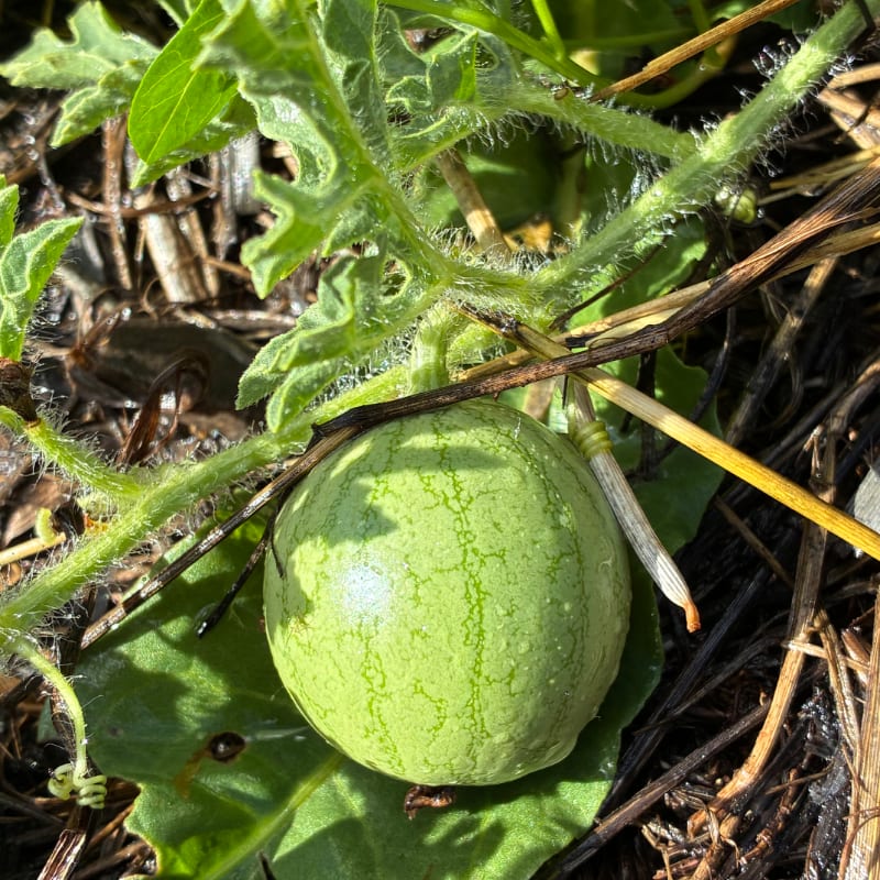 A small, green watermelon rests on a leaf in the foreground, surrounded by dry straw and green vines in the background.