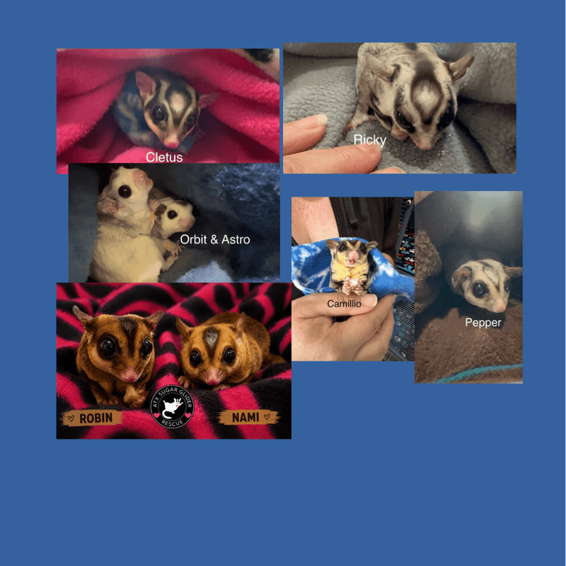 Six small sugar gliders are nestled in blankets and held by hands, with names labeled below each one.