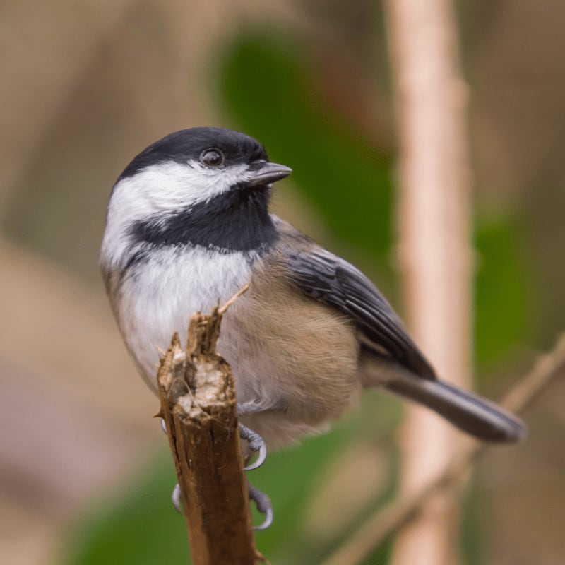A black-capped chickadee perches on a broken twig in the foreground, with a softly blurred background of brown branches and green foliage.