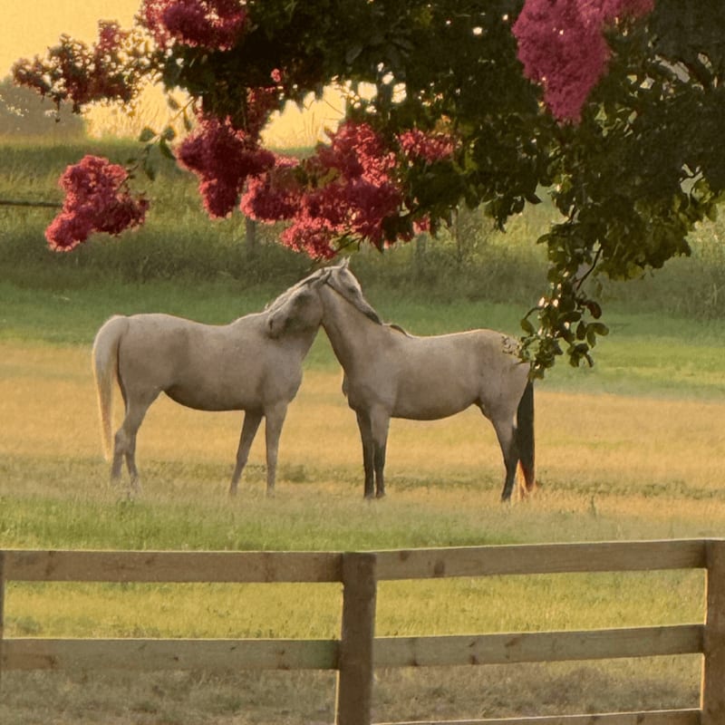Two light-colored horses nuzzle each other in a grassy field under a flowering tree, with a wooden fence in the foreground and a hazy, sunlit background.