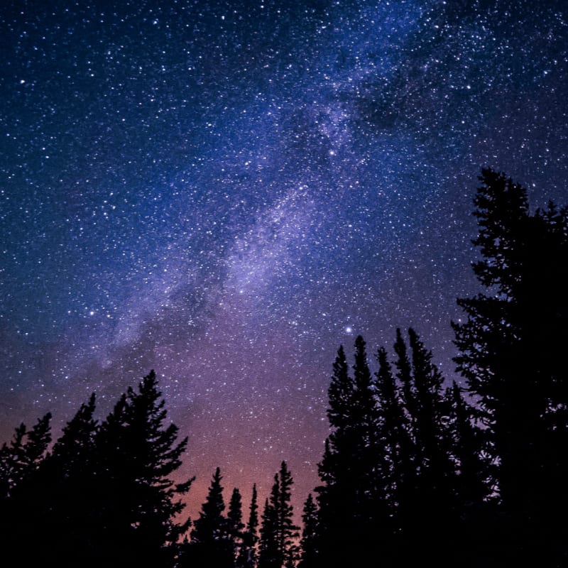worm's eye view of trees during night time