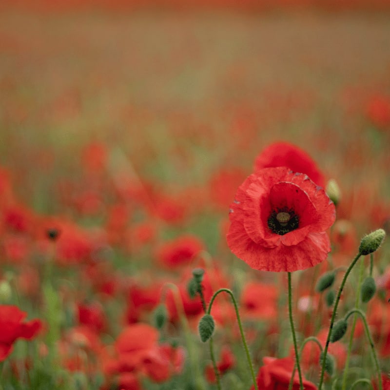 red flower field during daytime
