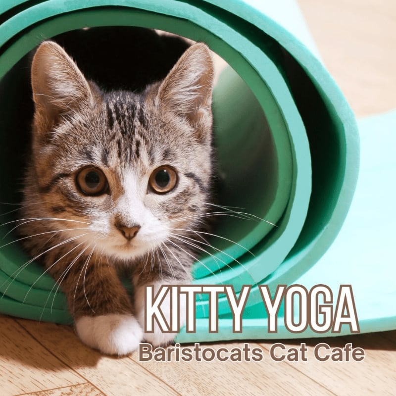 A tabby kitten peeks out from a rolled-up yoga mat, with "KITTY YOGA" and "Baristocats Cat Cafe" text overlaying the scene.
