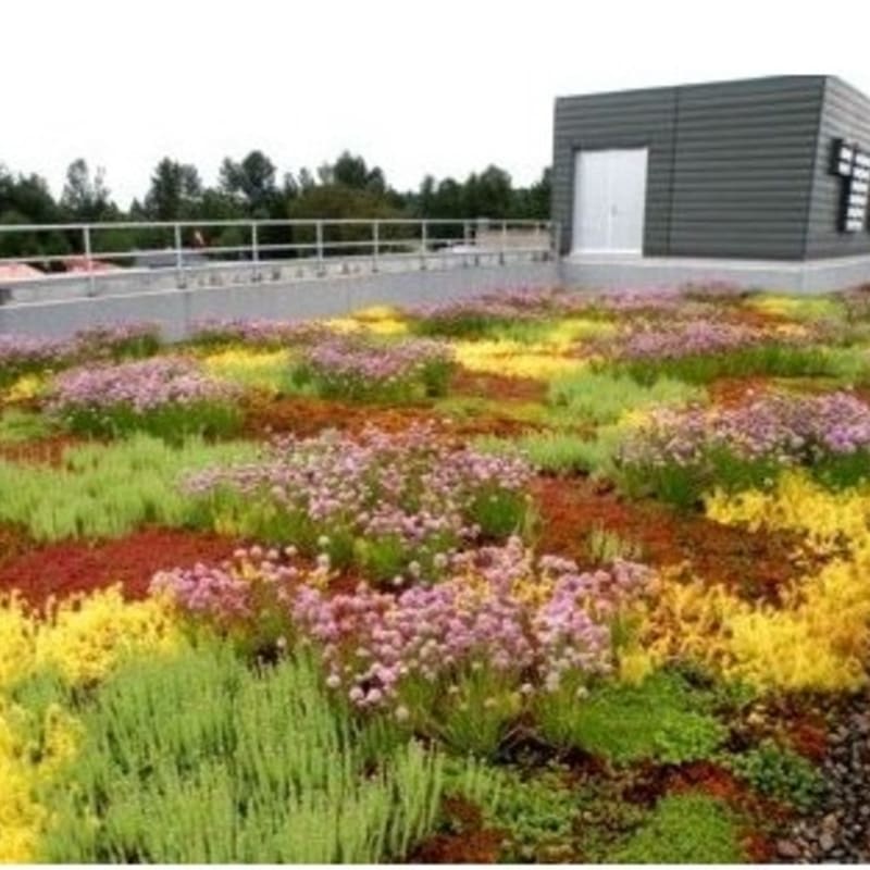 A vibrant green roof with patches of pink and yellow flowers in the foreground is bordered by a railing and a modern building in the background.