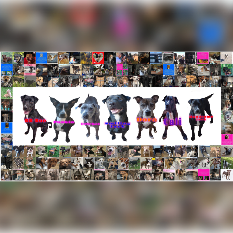 A line of seven dogs stands in the foreground against a collage of dog photos in the background.