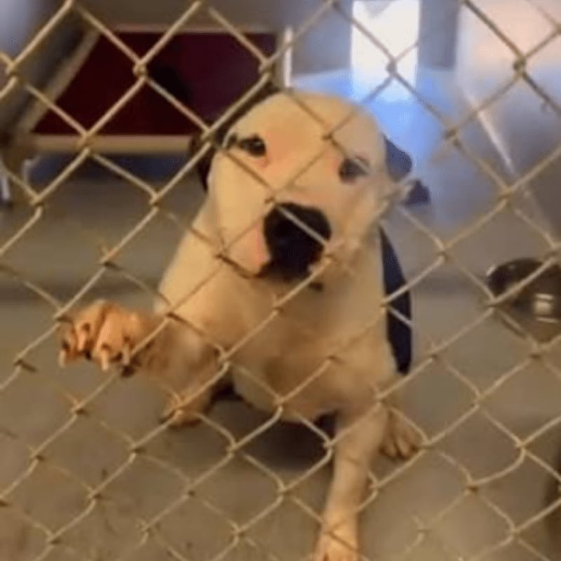 A white dog with black markings peers through a chain-link fence in a kennel.