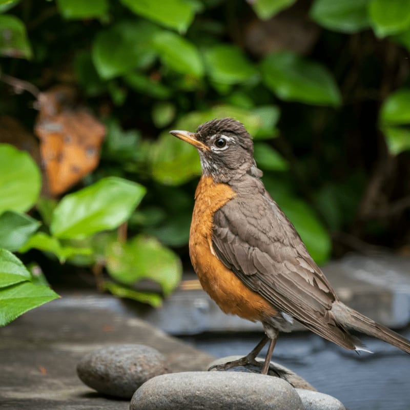 A robin stands on smooth stones in the foreground, with lush green foliage filling the background.