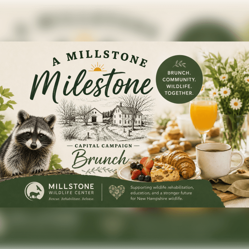 A raccoon sits in the foreground next to a brunch spread, with a sketch of a farm and text about a Millstone Milestone Capital Campaign Brunch in the background.