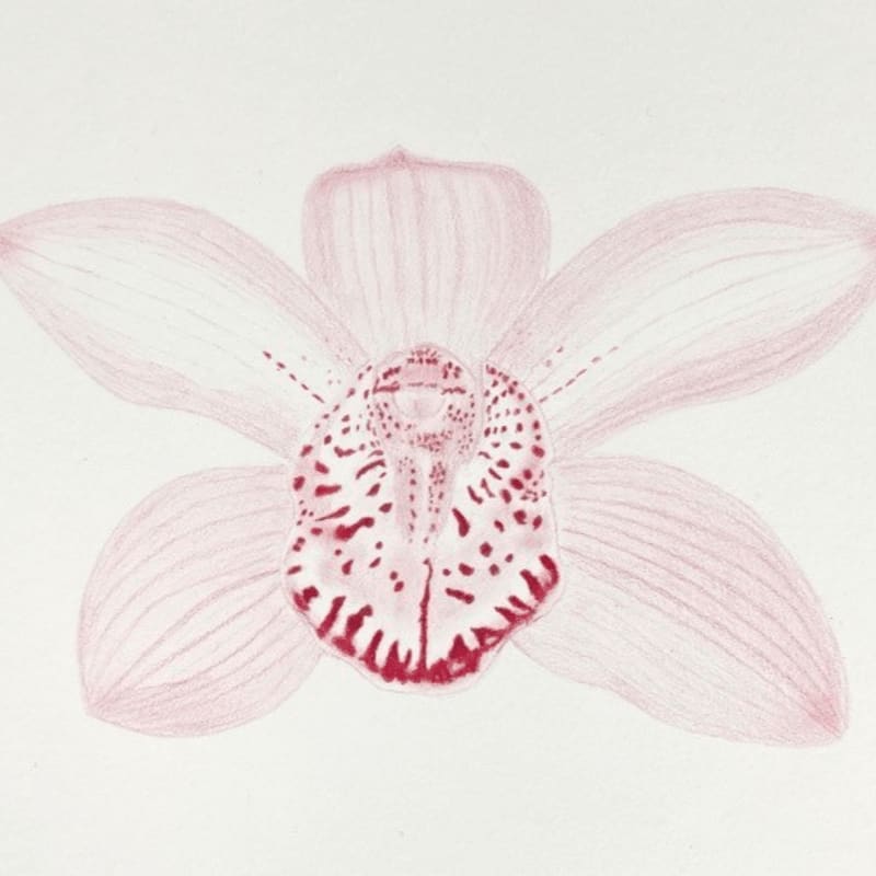 A delicate pink orchid with red speckles in its center is drawn against a plain white background.