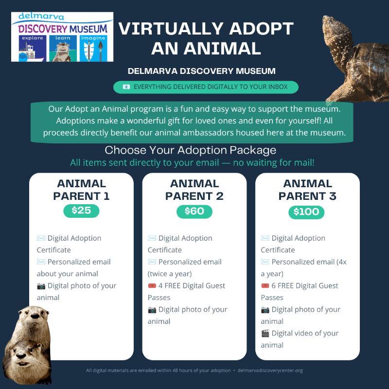 Two otters are in the foreground of a promotional poster for the Delmarva Discovery Museum's "Virtually Adopt an Animal" program, which offers digital adoption packages with varying benefits and prices.