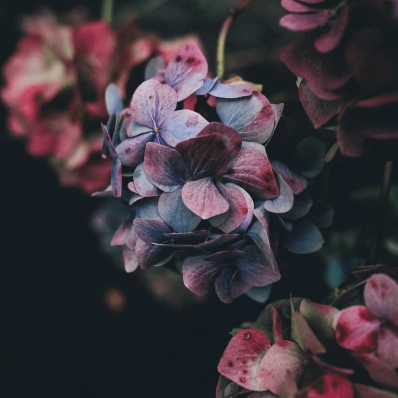 selective photography of purple petaled flowers