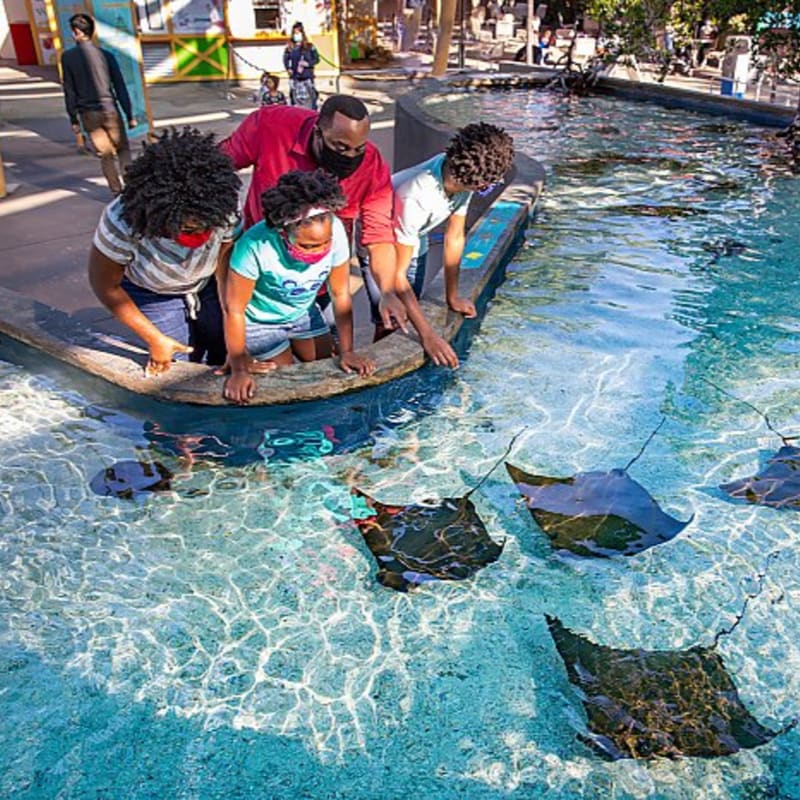 A family in the foreground leans over a shallow pool to observe several stingrays swimming in the clear water, with a colorful building and other visitors visible in the background.