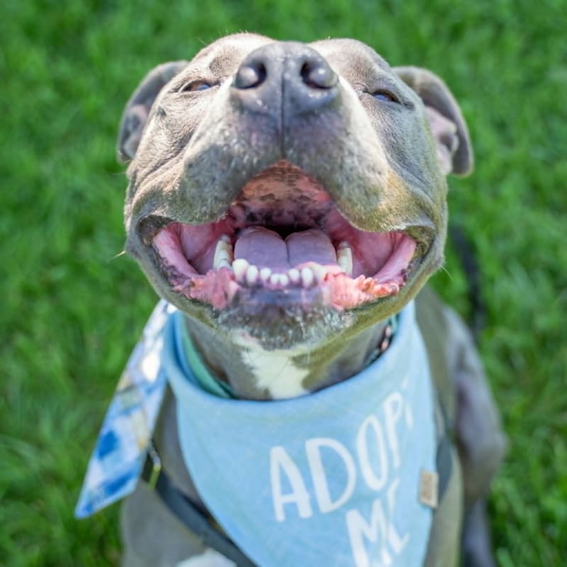 A happy pit bull wearing an "Adopt Me" bandana smiles broadly in the foreground, with a blurred green grassy background.