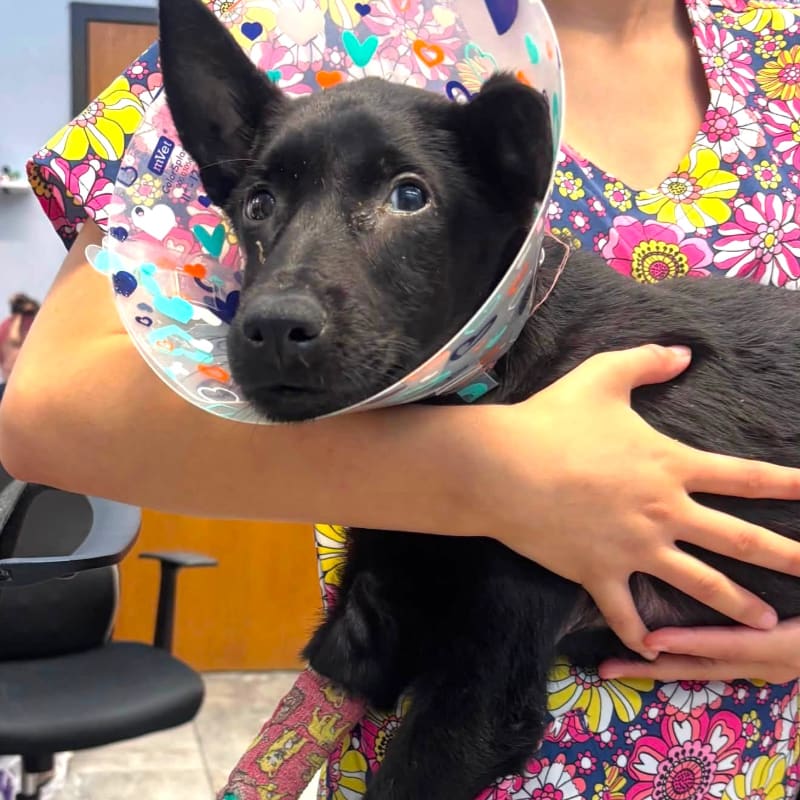 A black puppy with a cone collar and a bandaged leg is held by a person wearing a colorful floral scrub top, with a blurred office chair and wall in the background.
