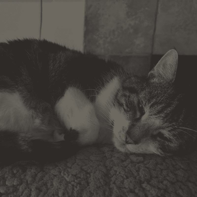 A tabby cat sleeps curled up on a textured surface in front of a tiled wall.