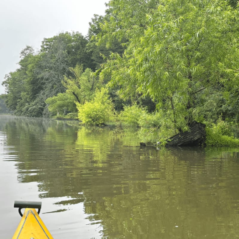 A yellow kayak paddle rests in the calm, murky water of a river, with lush green trees and vegetation lining the bank in the background.