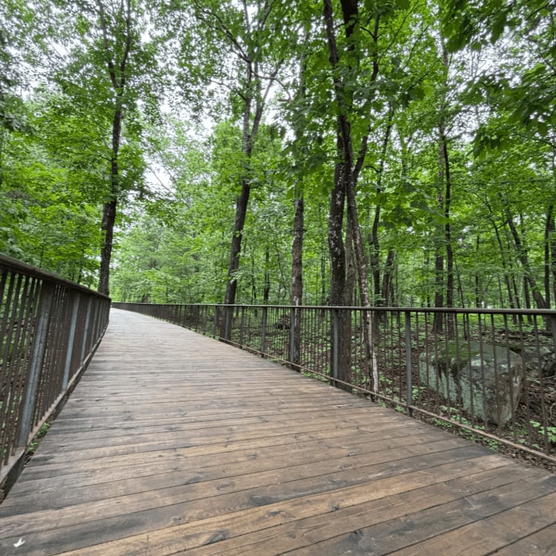 A wooden boardwalk curves through a lush green forest with tall trees and a rocky embankment.