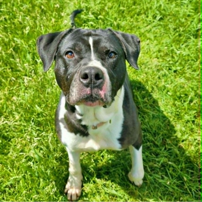 A black and white pit bull sits attentively in a sunlit grassy field.