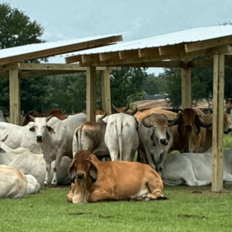 A herd of Brahman cattle rests in the shade of open-air shelters on a grassy field, with trees and buildings visible in the background.