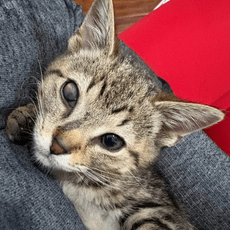 A tabby kitten with one cloudy eye rests in a person's lap, with a red object in the background.