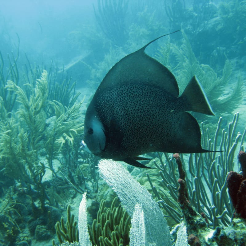 black angelfish